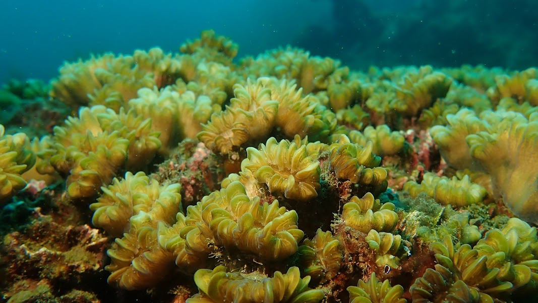 En Providencia pronto encontraremos más corales